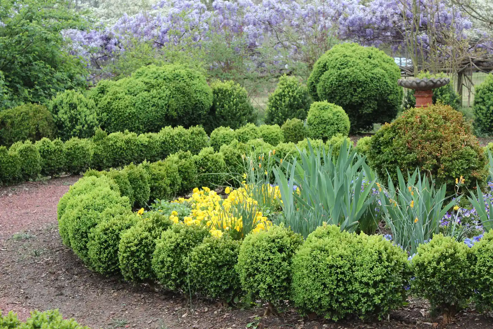 A formal garden in spring: rounded clipped boxwood shrubs set in curving rows around beds of yellow daffodils and blue-green iris foliage, on a reddish gravel path. Behind them, a cloud of purple wisteria blooms over a trellis, and an urn-shaped birdbath stands at right. No buildings or people are visible.