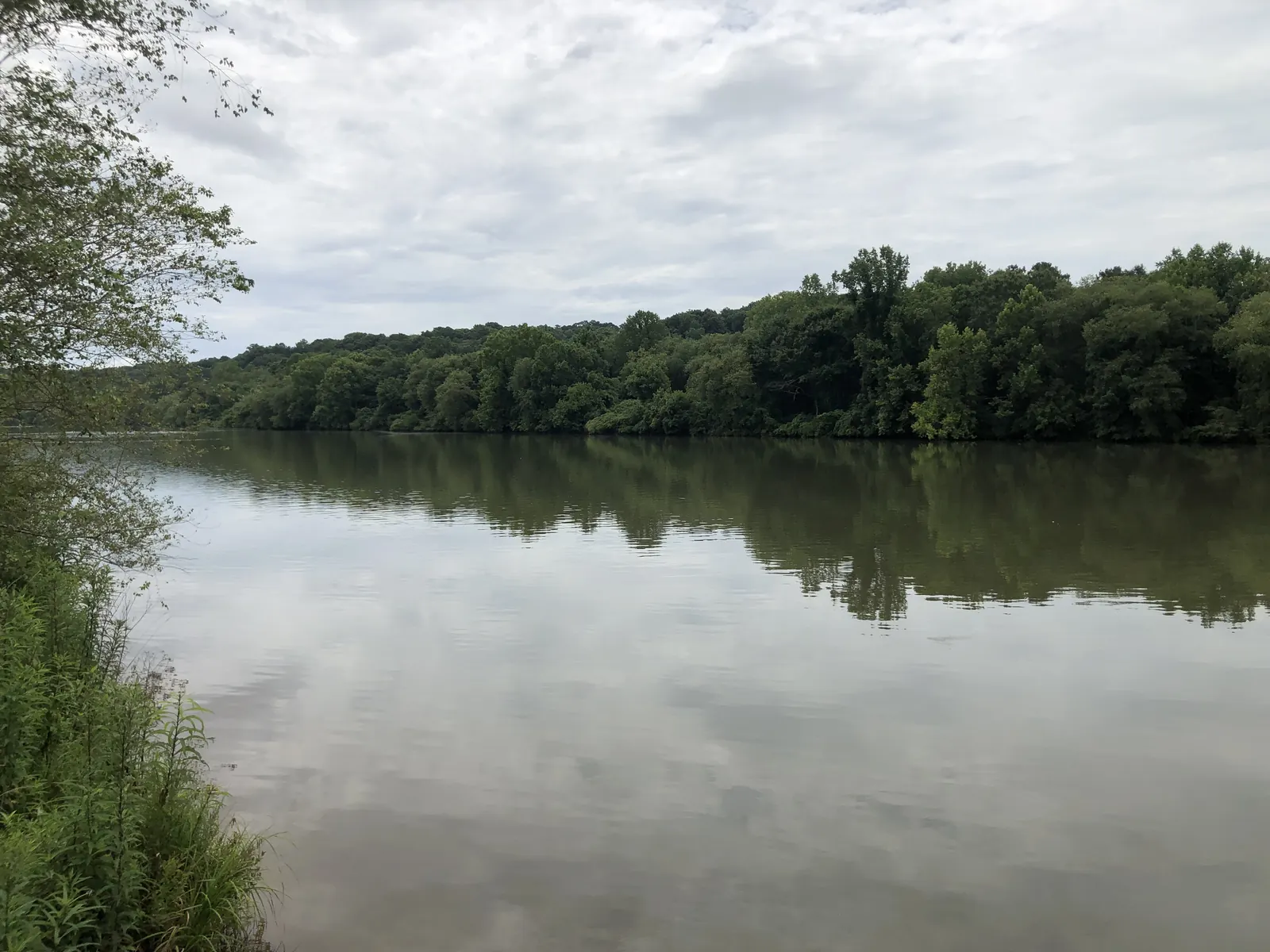 A broad, glassy river reflects a soft overcast sky and a long, low, densely wooded far bank. Tall grasses and leafy branches from the near bank frame the left edge. No buildings, people or boats.